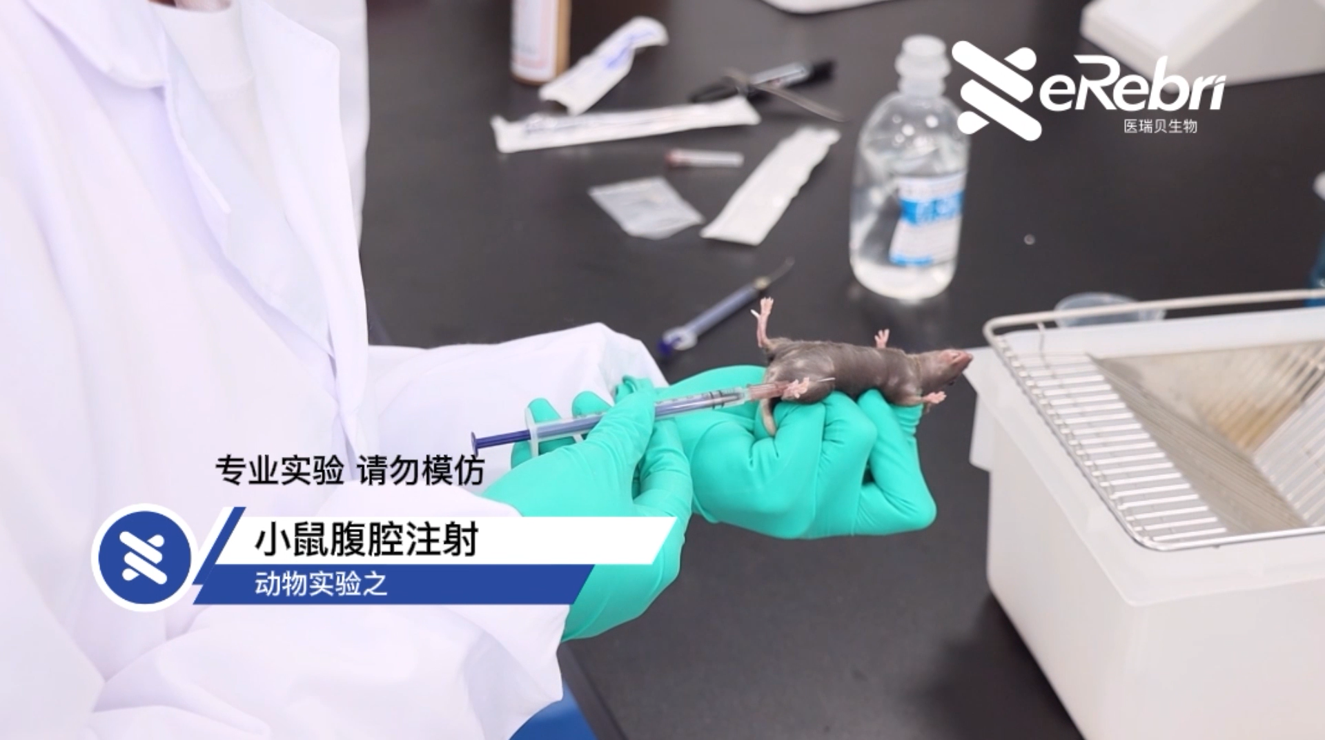 動物實驗-小鼠腹腔注射
