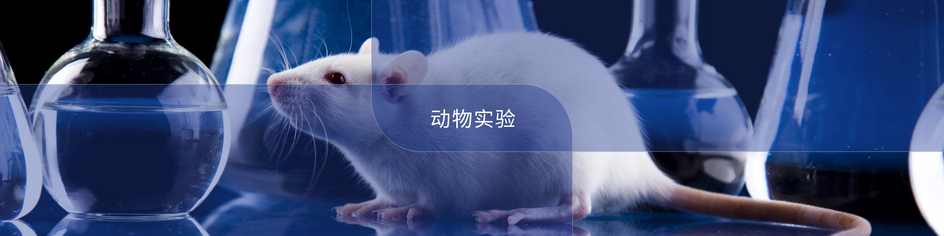 動(dòng)物實(shí)驗(yàn)